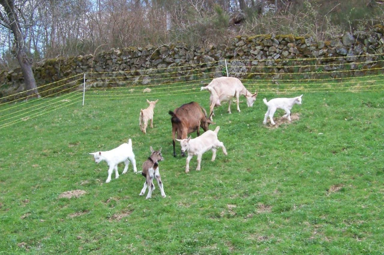 Petite Ferme D'Autrefois Villa Saint-Georges-Nigremont Bagian luar foto